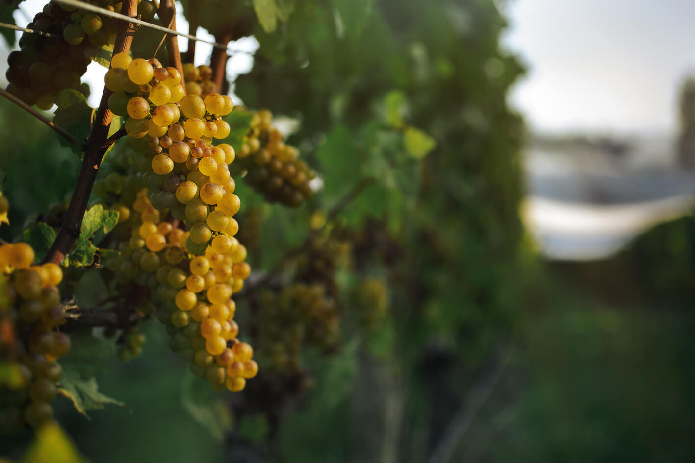 Dog Point Vineyard in Marlborough, New Zealand