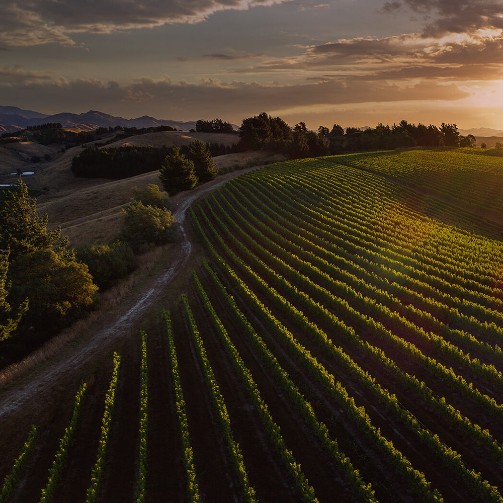 Dog Point Vineyard in Marlborough, New Zealand