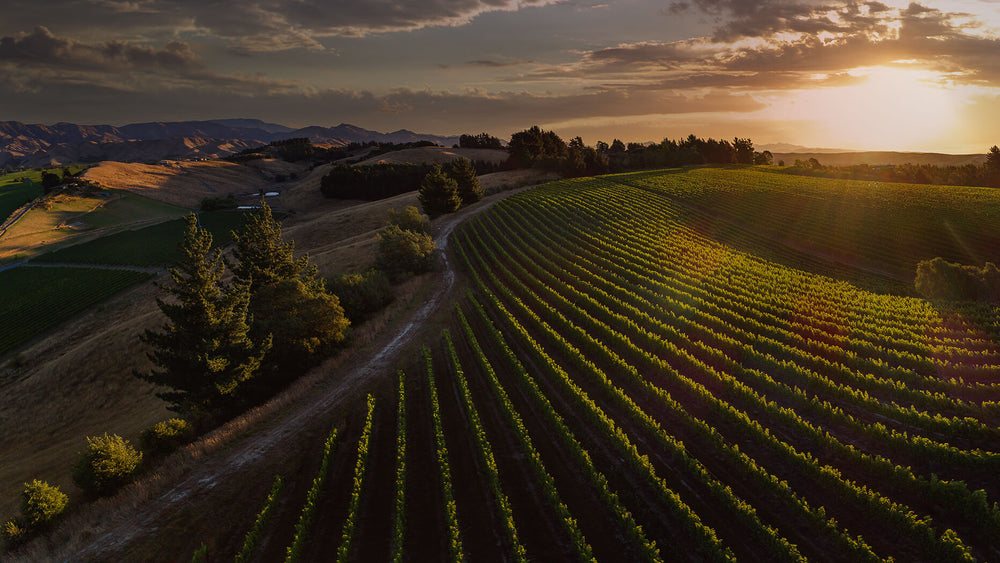 Dog Point Vineyard in Marlborough, New Zealand